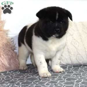 Oreo, Akita Puppy